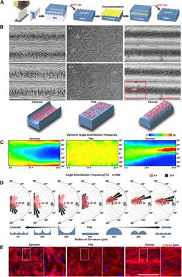 Emergent Differential Organization of Airway Smooth Muscle Cells on Concave and Convex Tubular Surface